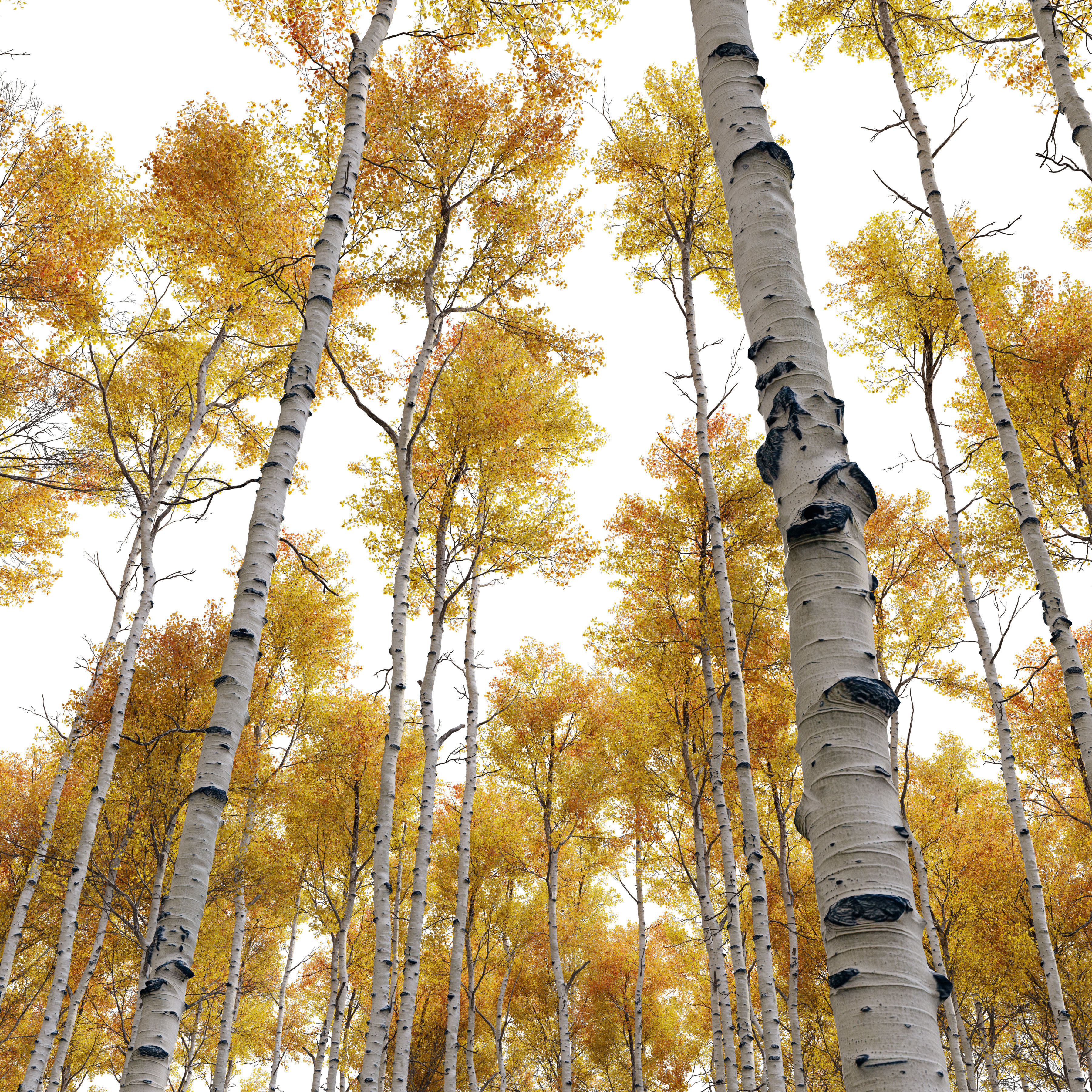 Aspen tree 05 3D model_4