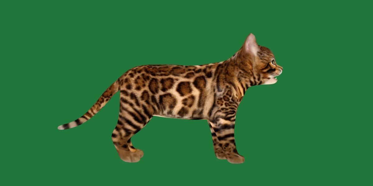 Bengal Kitten Cat Low-poly 3D model_21
