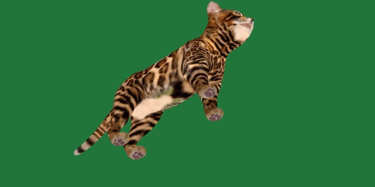 Bengal Kitten Cat Low-poly 3D model_22