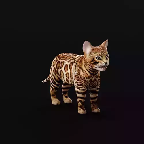 Bengal Kitten Cat