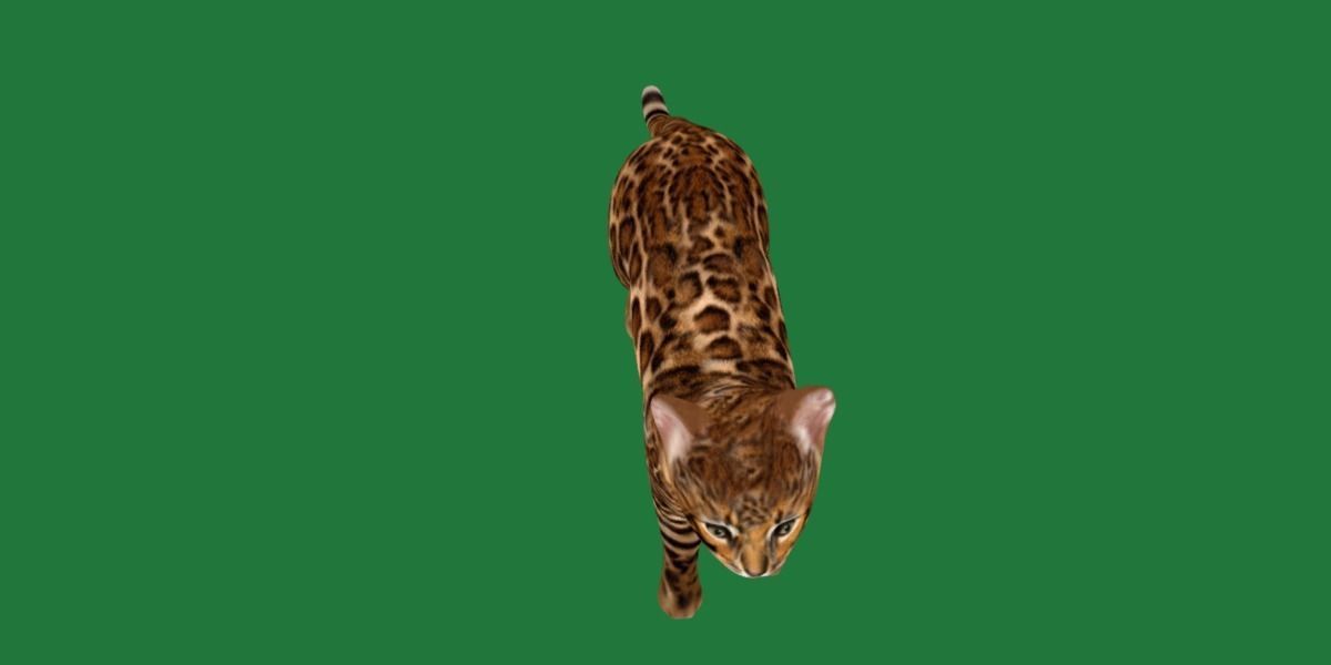 Bengal Kitten Cat Low-poly 3D model_23