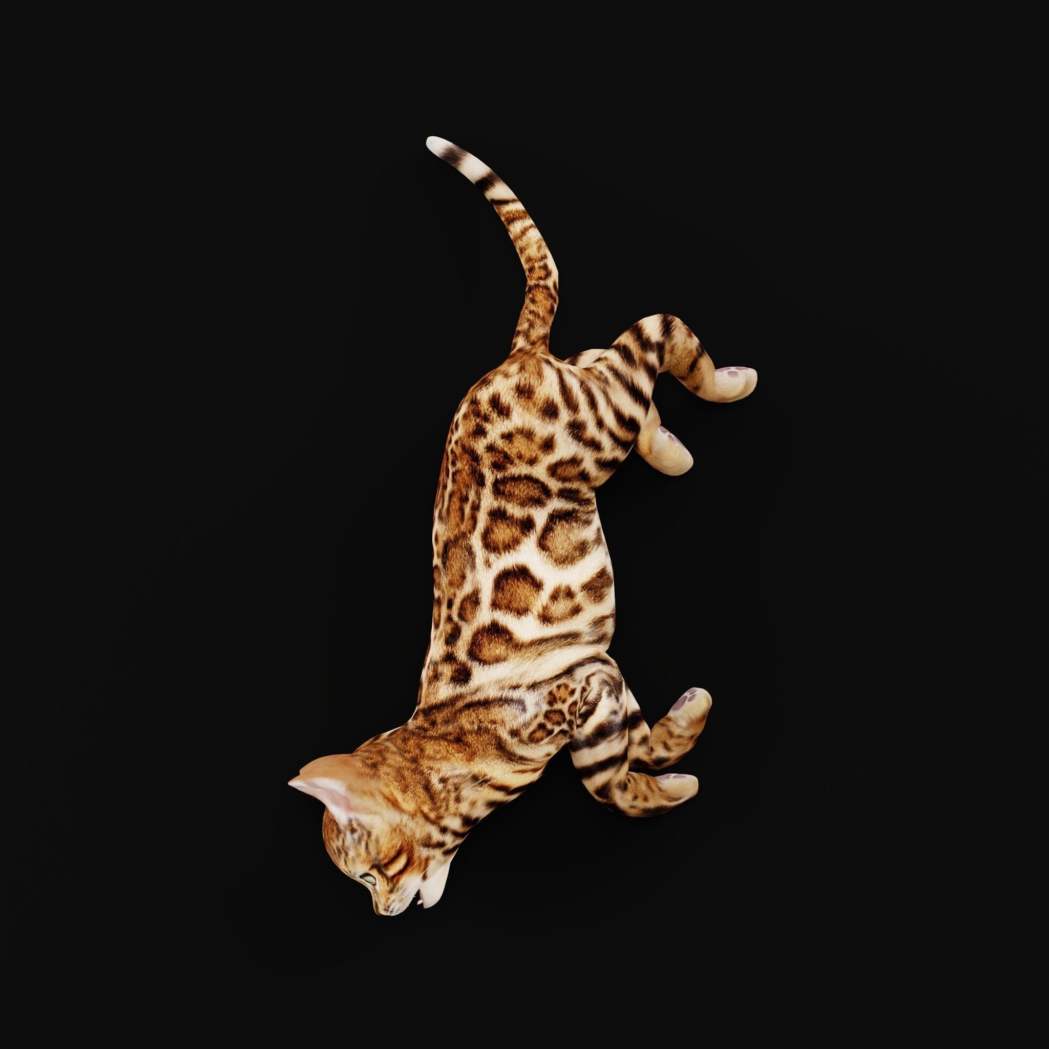 Bengal Kitten Cat Low-poly 3D model_33