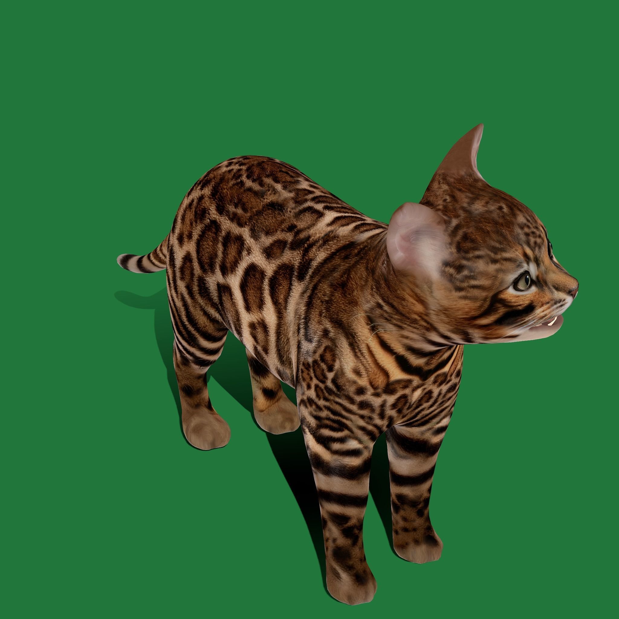 Bengal Kitten Cat Low-poly 3D model_18