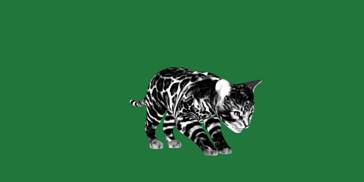 Bengal Kitten Cat Low-poly 3D model_7