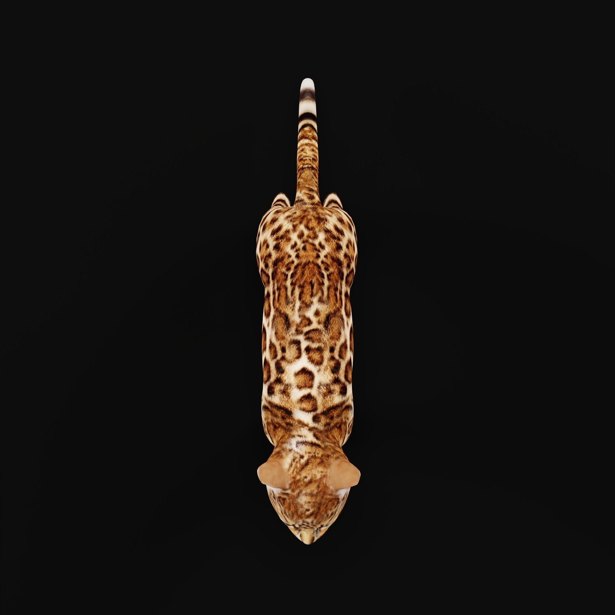 Bengal Kitten Cat Low-poly 3D model_29