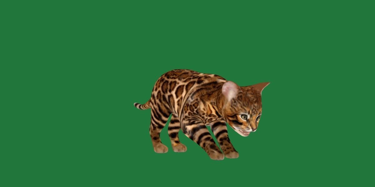 Bengal Kitten Cat Low-poly 3D model_6