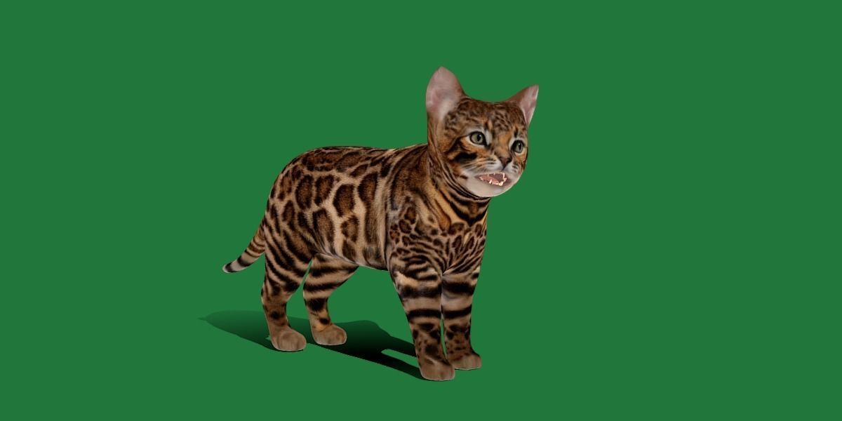 Bengal Kitten Cat Low-poly 3D model_3