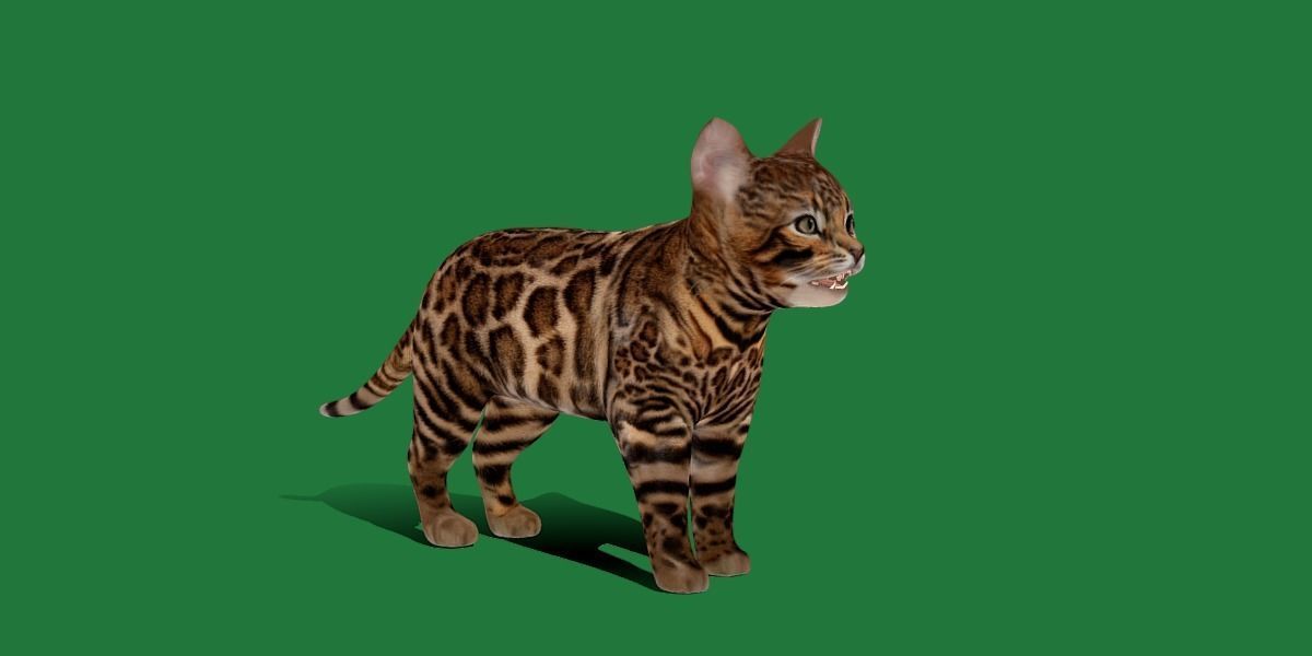 Bengal Kitten Cat Low-poly 3D model_26