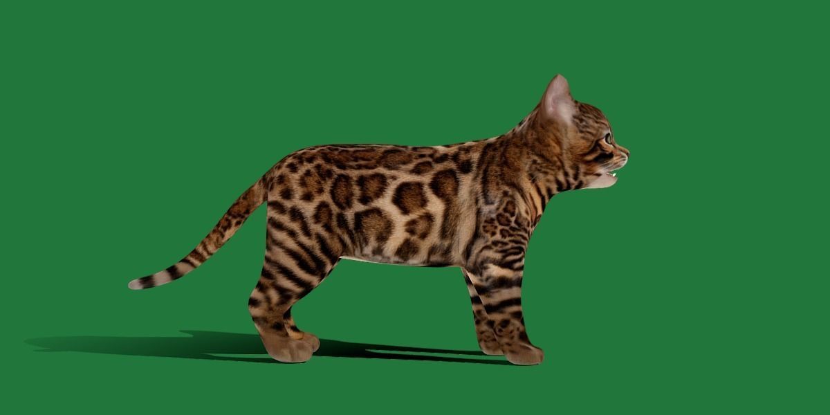 Bengal Kitten Cat Low-poly 3D model_14