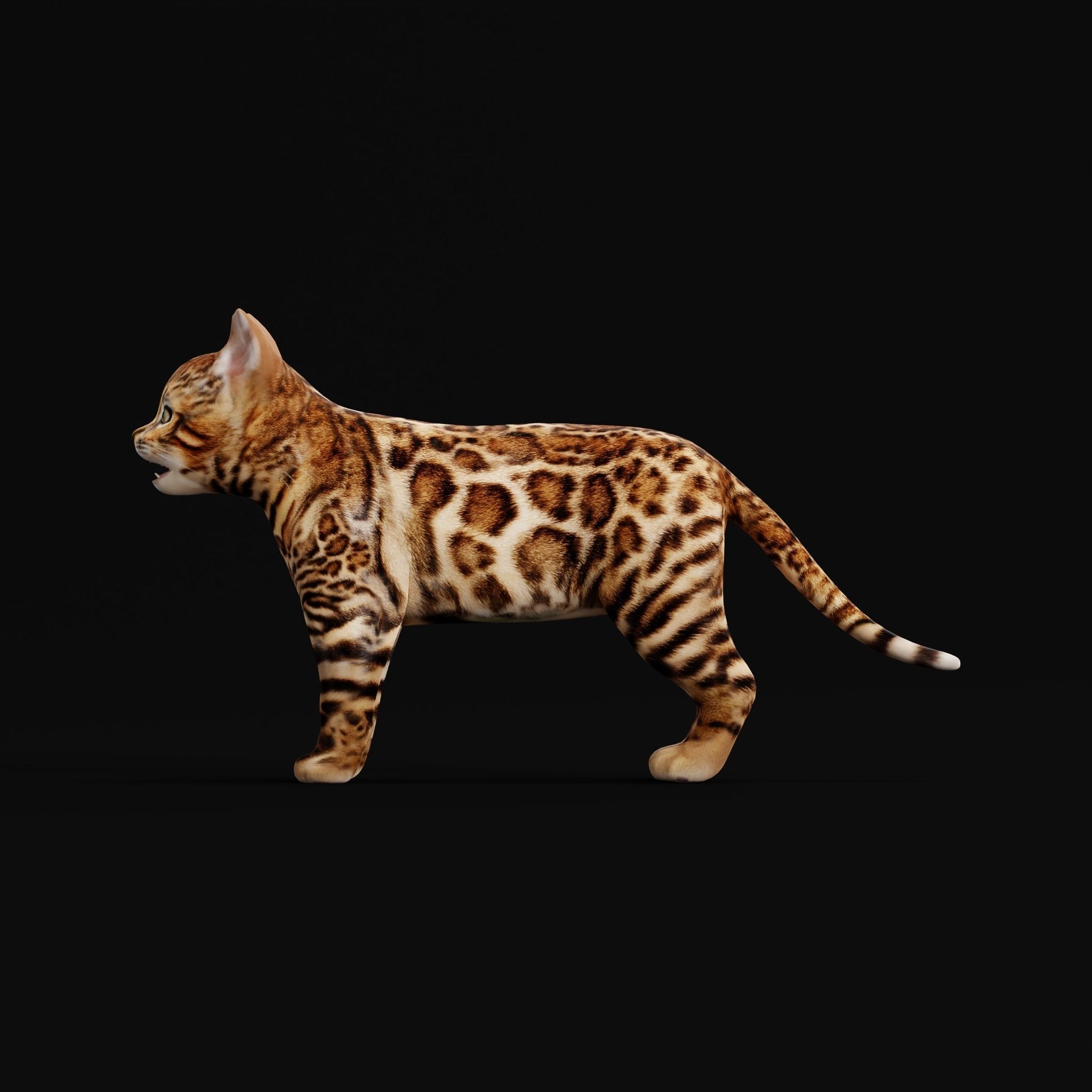 Bengal Kitten Cat Low-poly 3D model_28