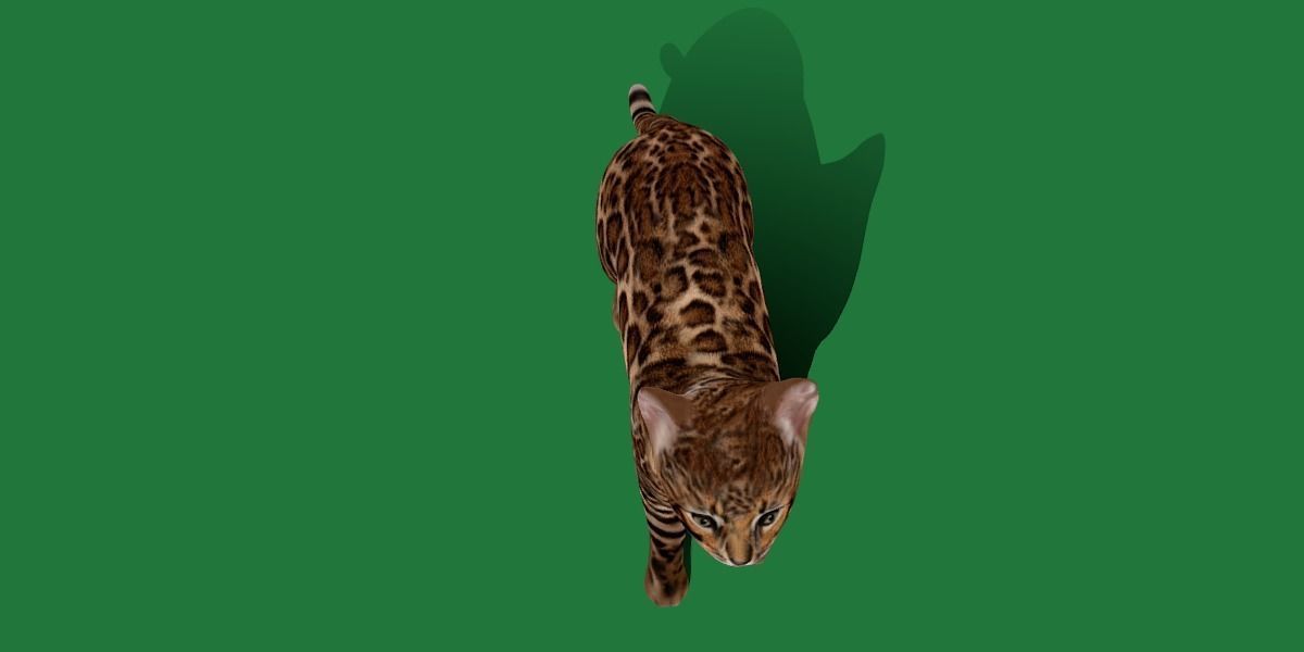 Bengal Kitten Cat Low-poly 3D model_24