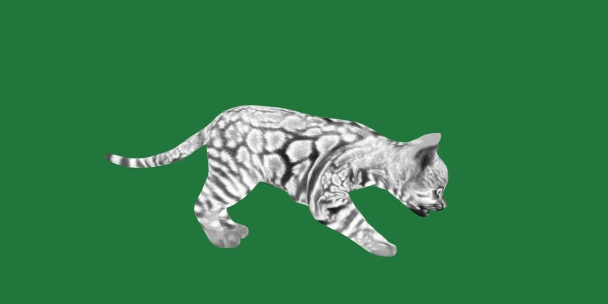 Bengal Kitten Cat Low-poly 3D model_5