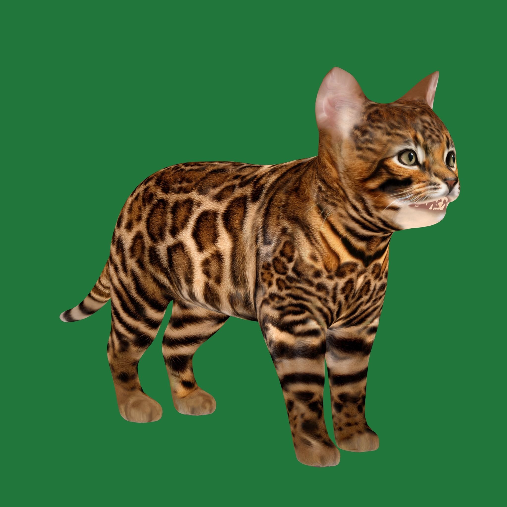 Bengal Kitten Cat Low-poly 3D model_17