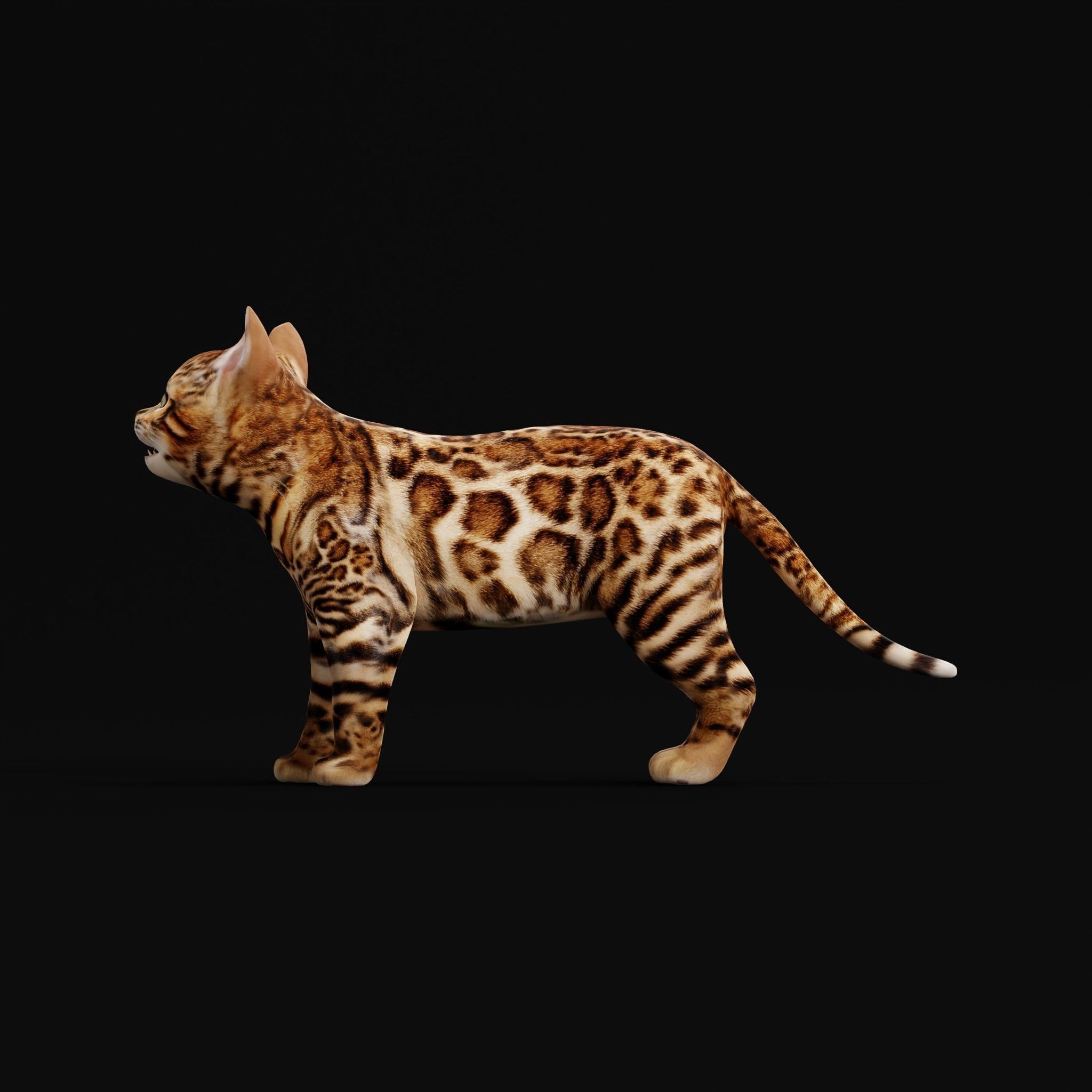 Bengal Kitten Cat Low-poly 3D model_32