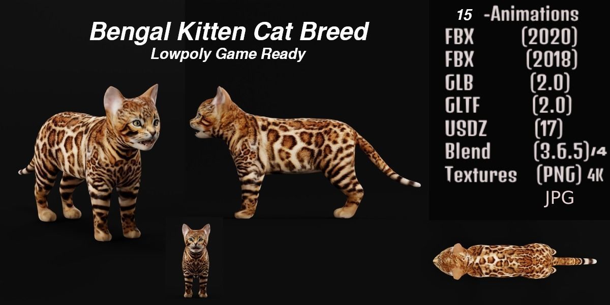 Bengal Kitten Cat Low-poly 3D model_2