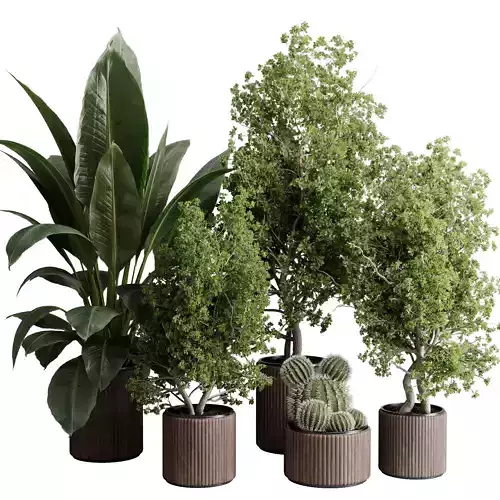Outdoor plant set 200 - Trees ficus cactus in Pot wooden