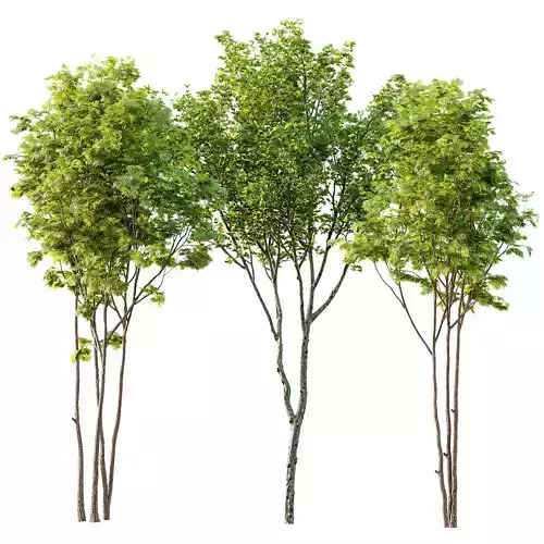 spring trees Ash Maple and Acer Pseudoplatanus 3D model