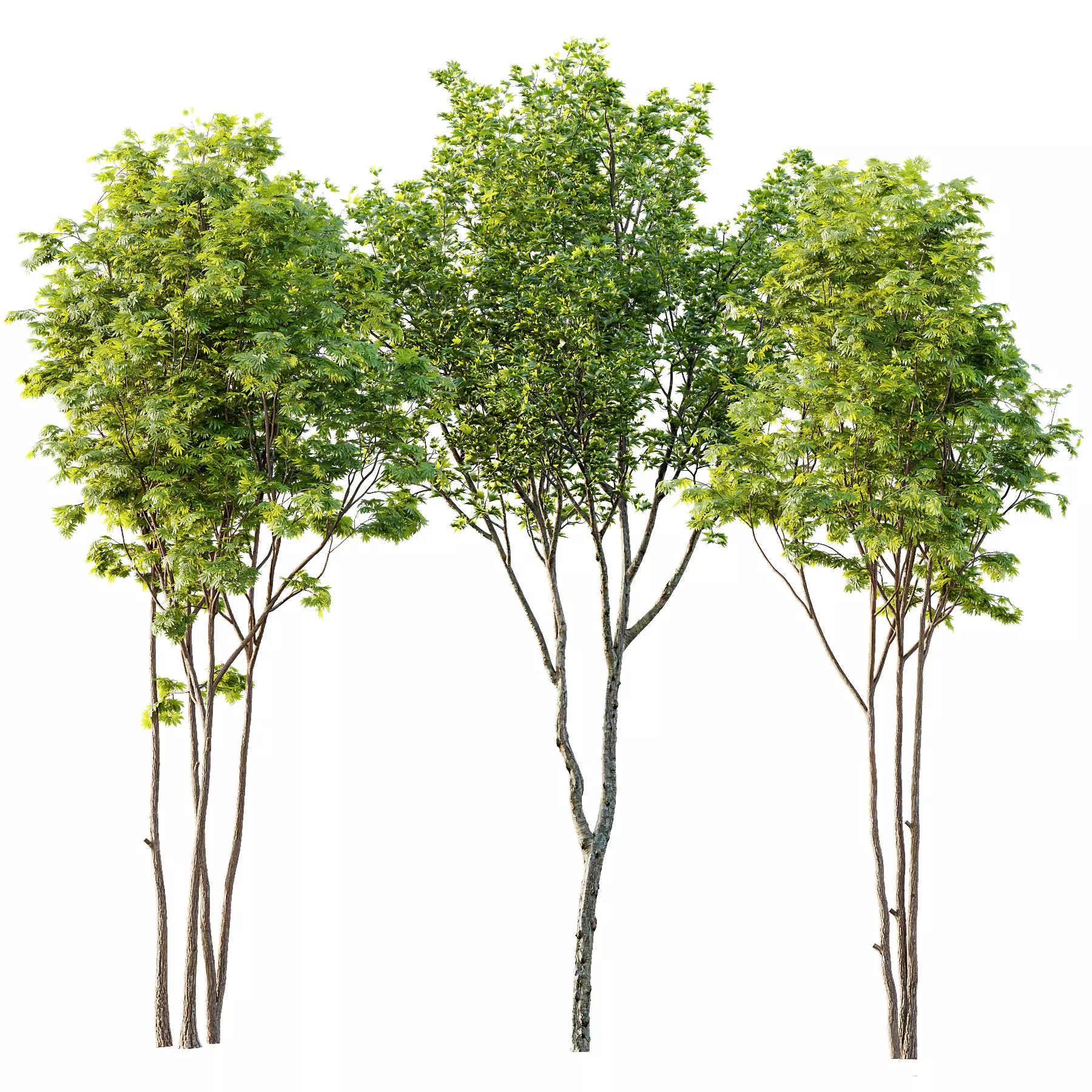 spring trees Ash Maple and Acer Pseudoplatanus 3D model_0