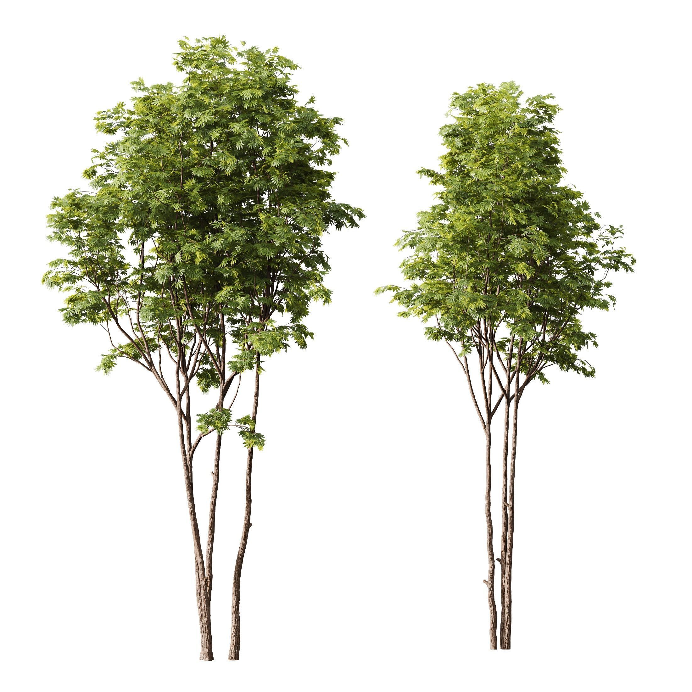 spring trees Ash Maple and Acer Pseudoplatanus 3D model_4