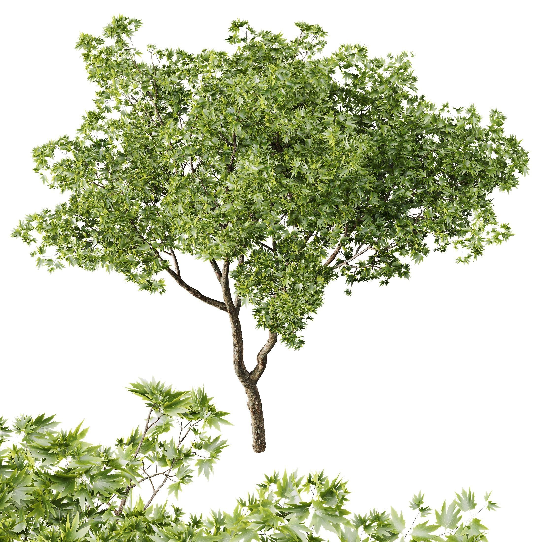 spring trees Ash Maple and Acer Pseudoplatanus 3D model_2