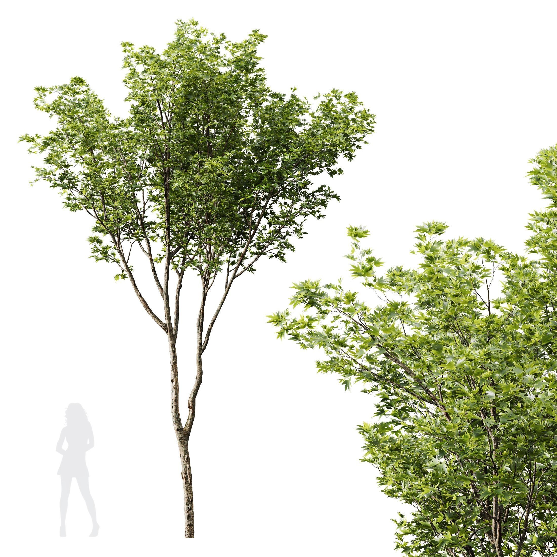 spring trees Ash Maple and Acer Pseudoplatanus 3D model_1