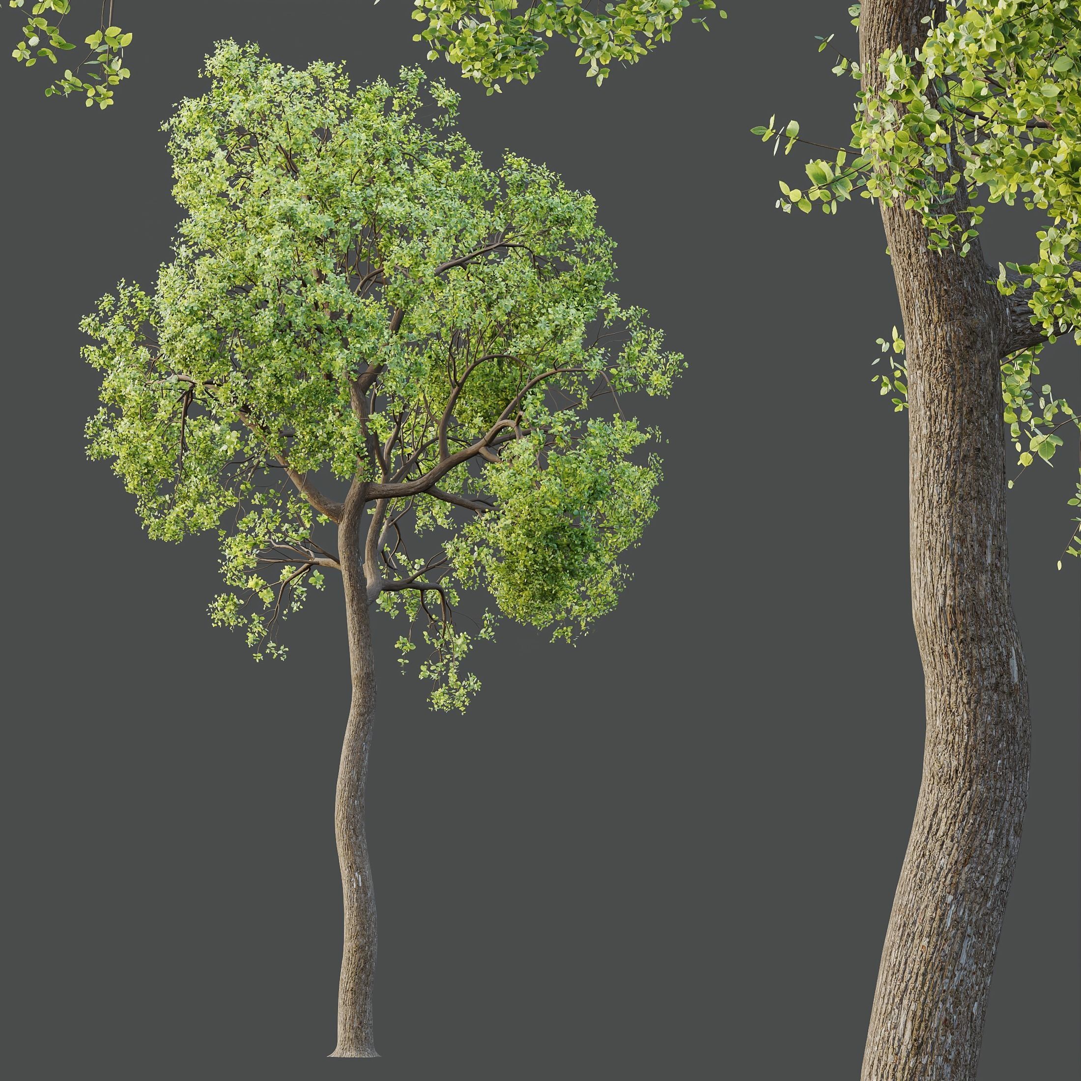 HQ Plants Shorea Robusta Sal Tree04 3D model_1