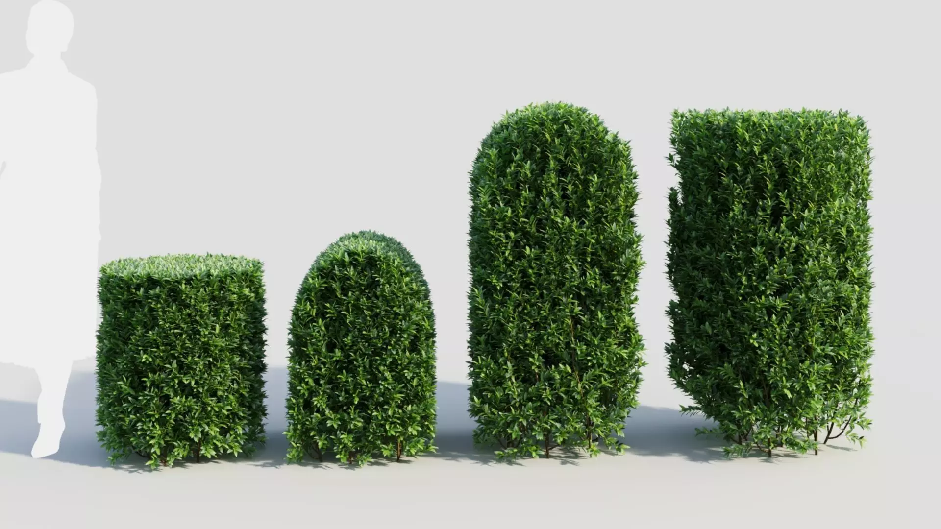 Ligustrum vulgare b 3D model