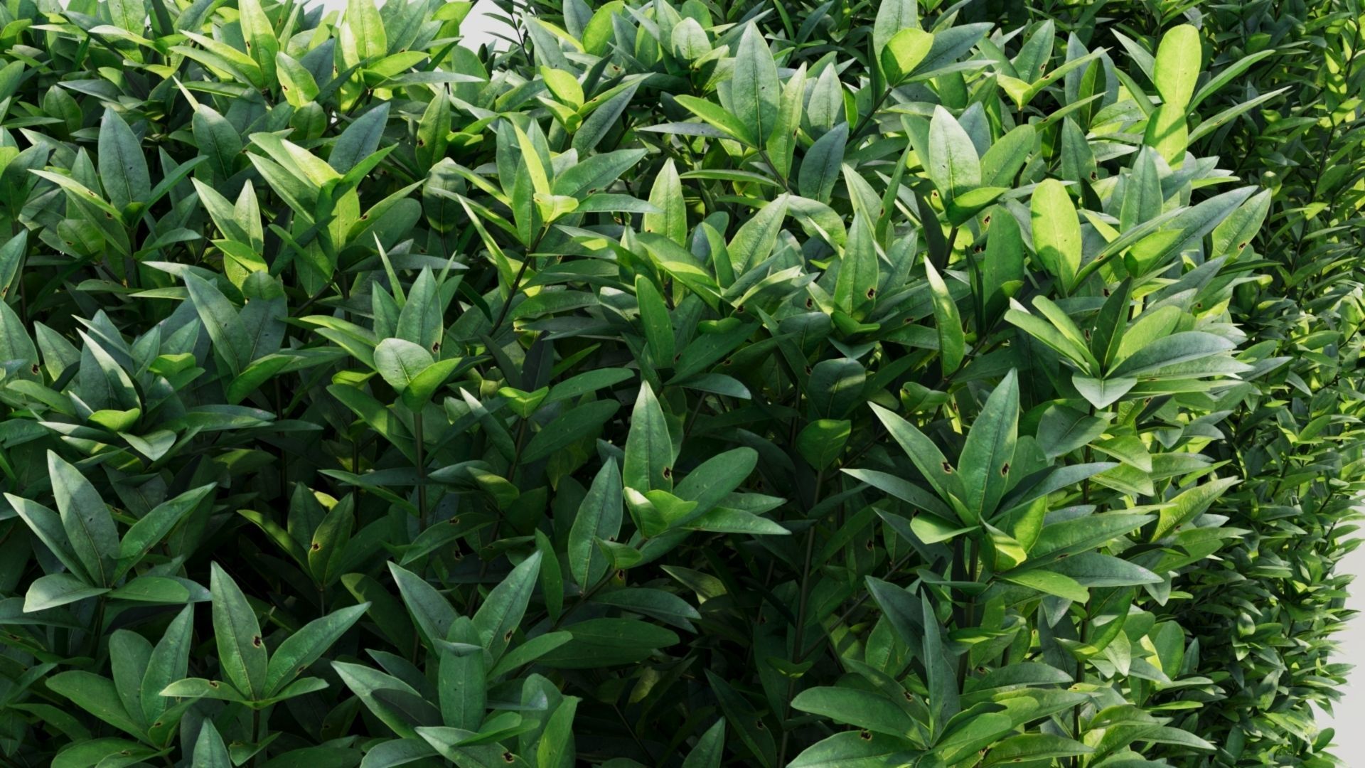 Ligustrum vulgare c 3D model_2