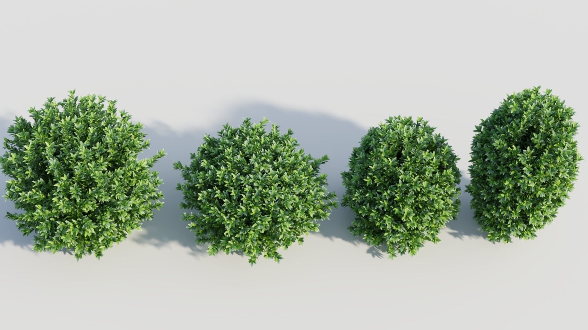 Ligustrum vulgare c 3D model_5