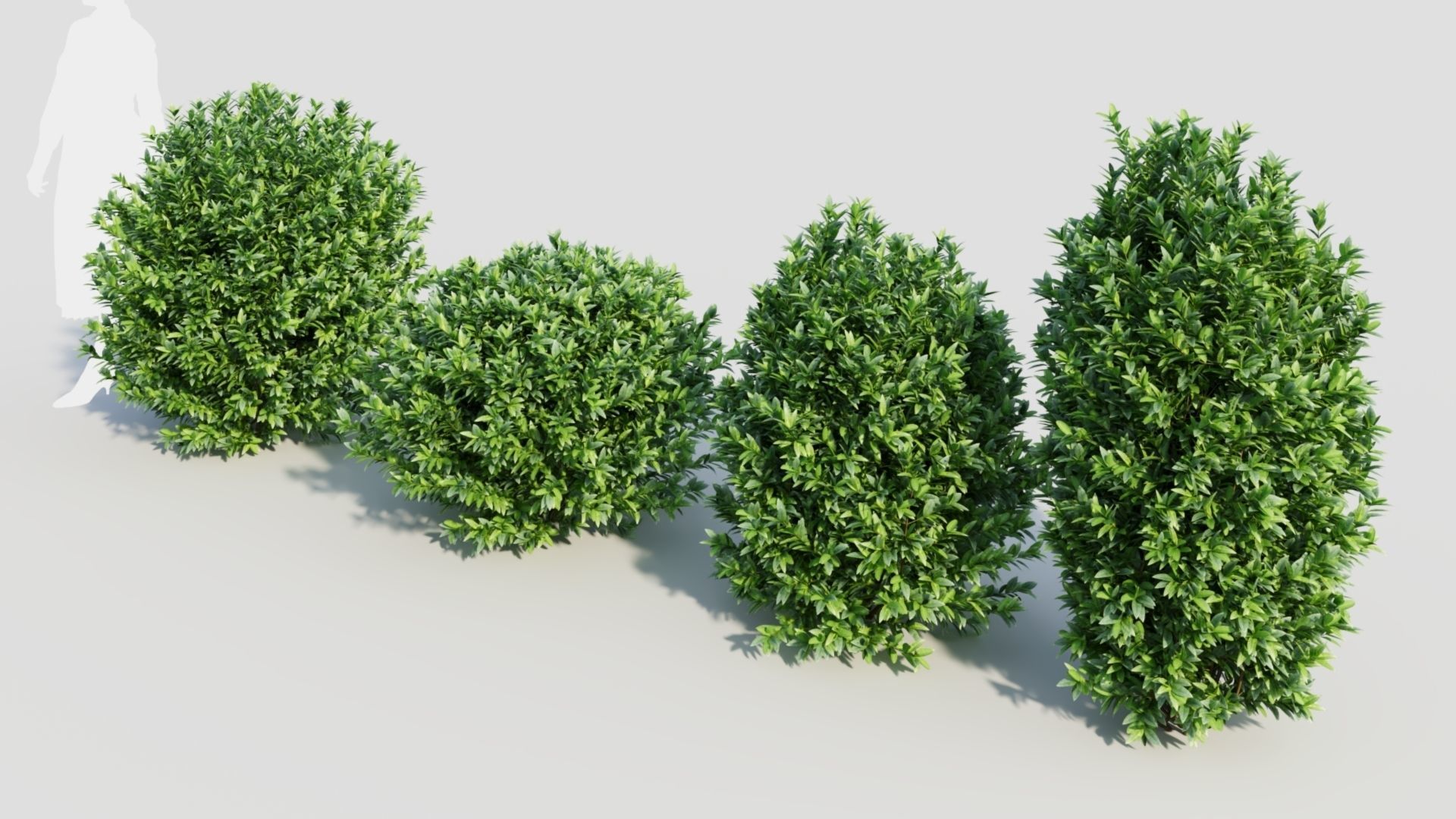 Ligustrum vulgare c 3D model_4