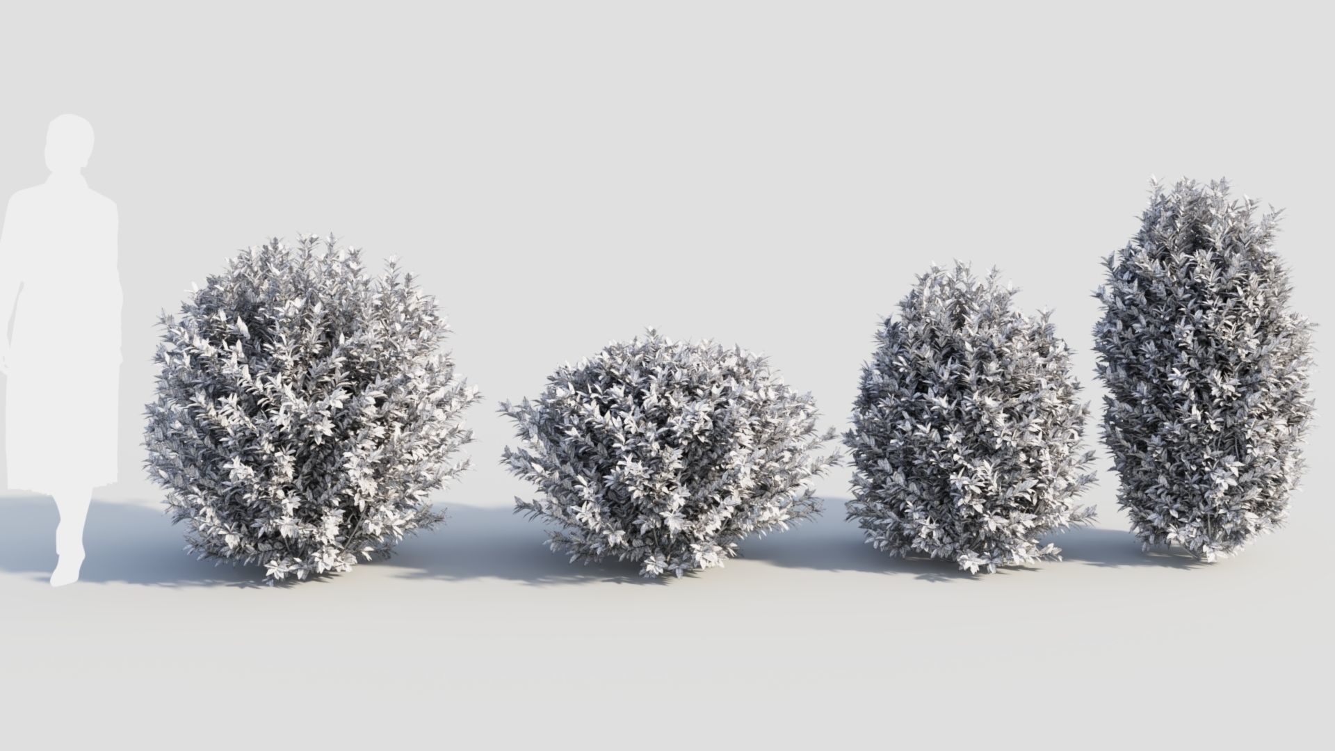 Ligustrum vulgare c 3D model_12