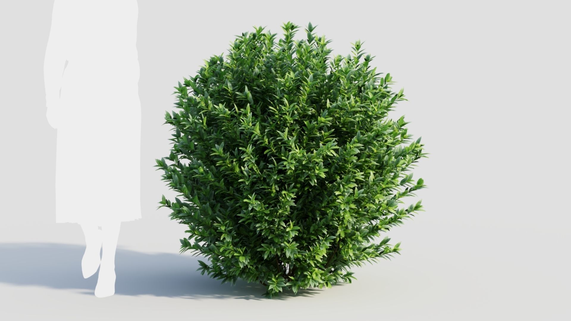 Ligustrum vulgare c 3D model_8