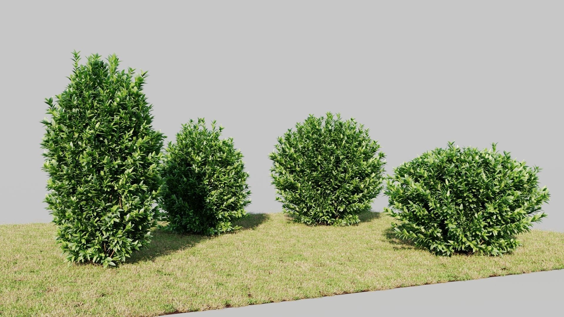 Ligustrum vulgare c 3D model_3