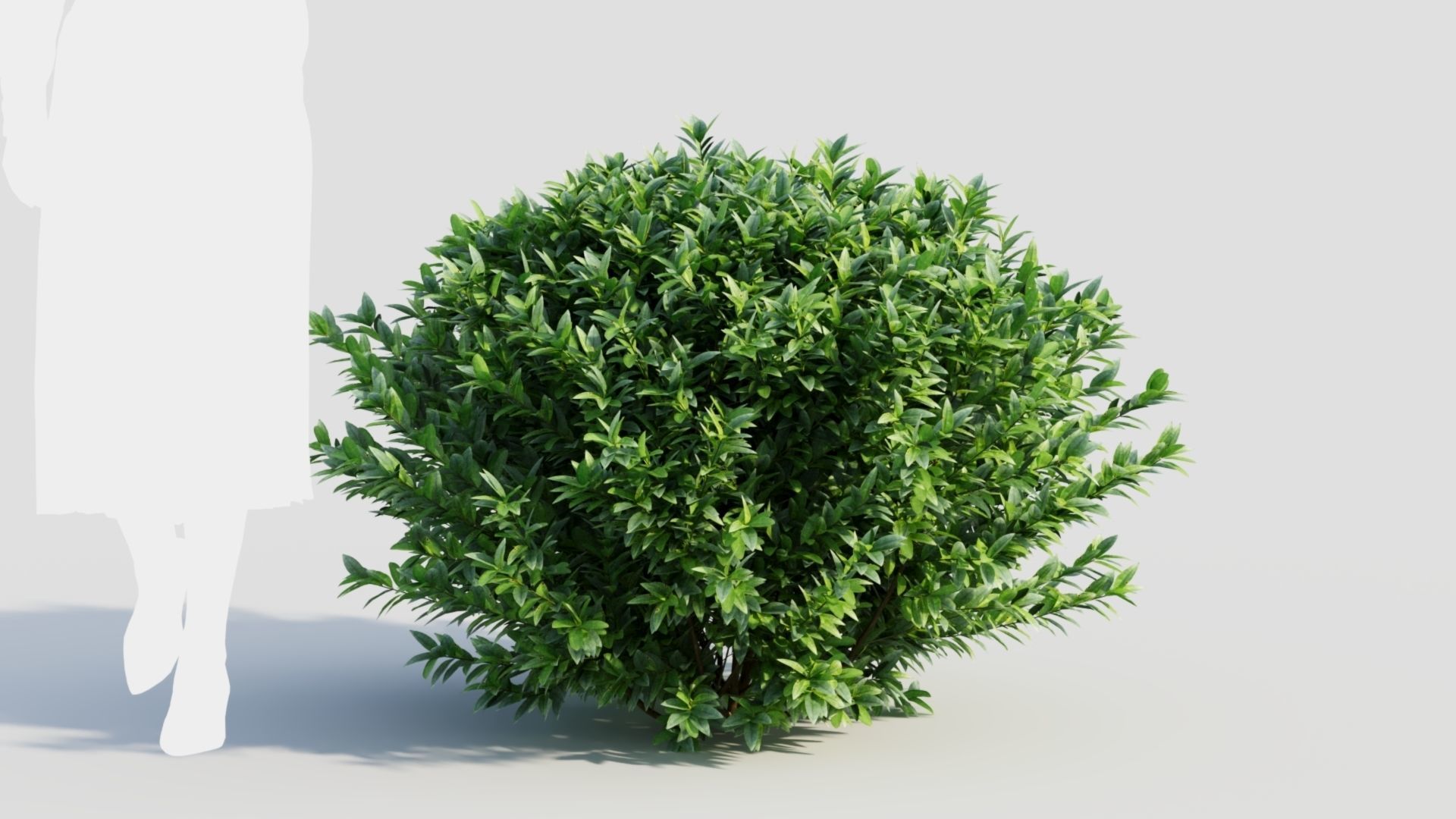 Ligustrum vulgare c 3D model_9