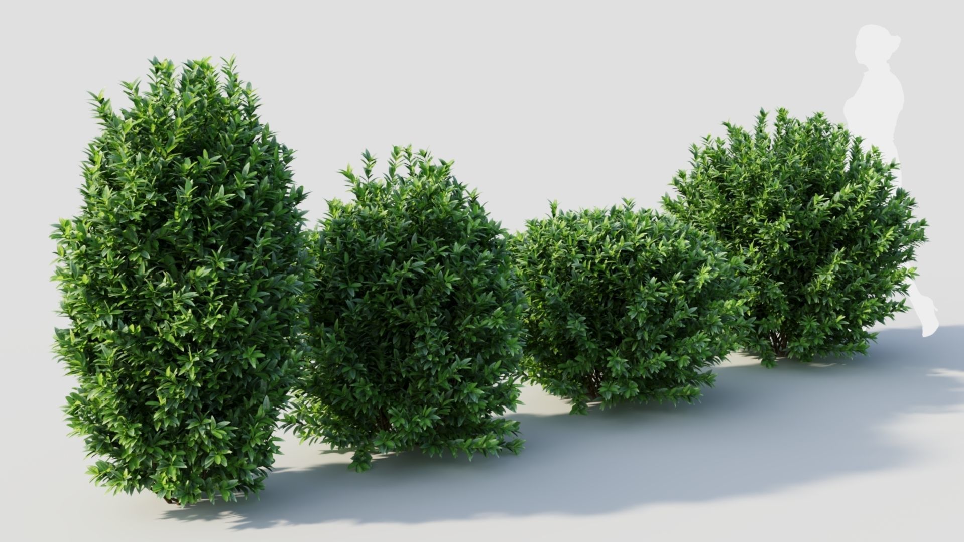 Ligustrum vulgare c 3D model_7