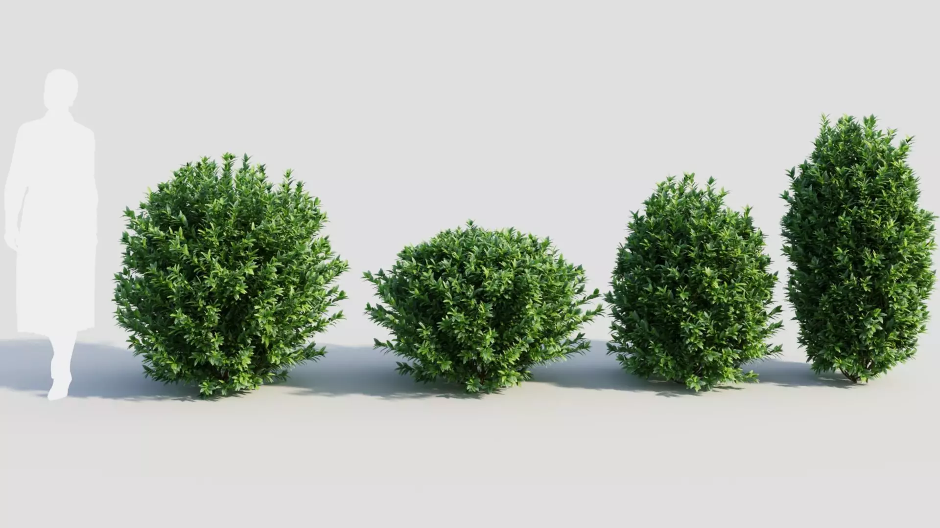 Ligustrum vulgare c 3D model_0