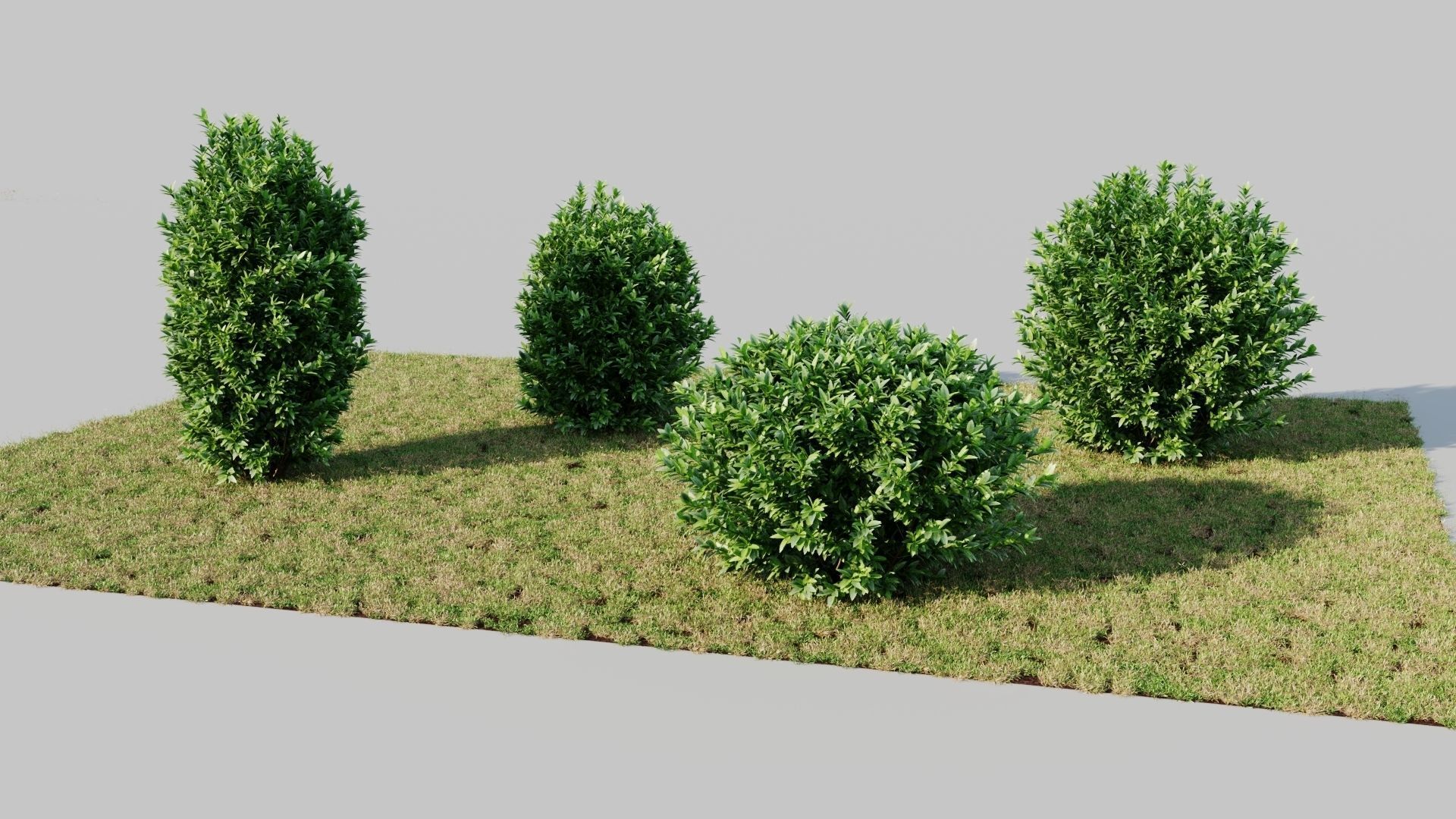 Ligustrum vulgare c 3D model_1