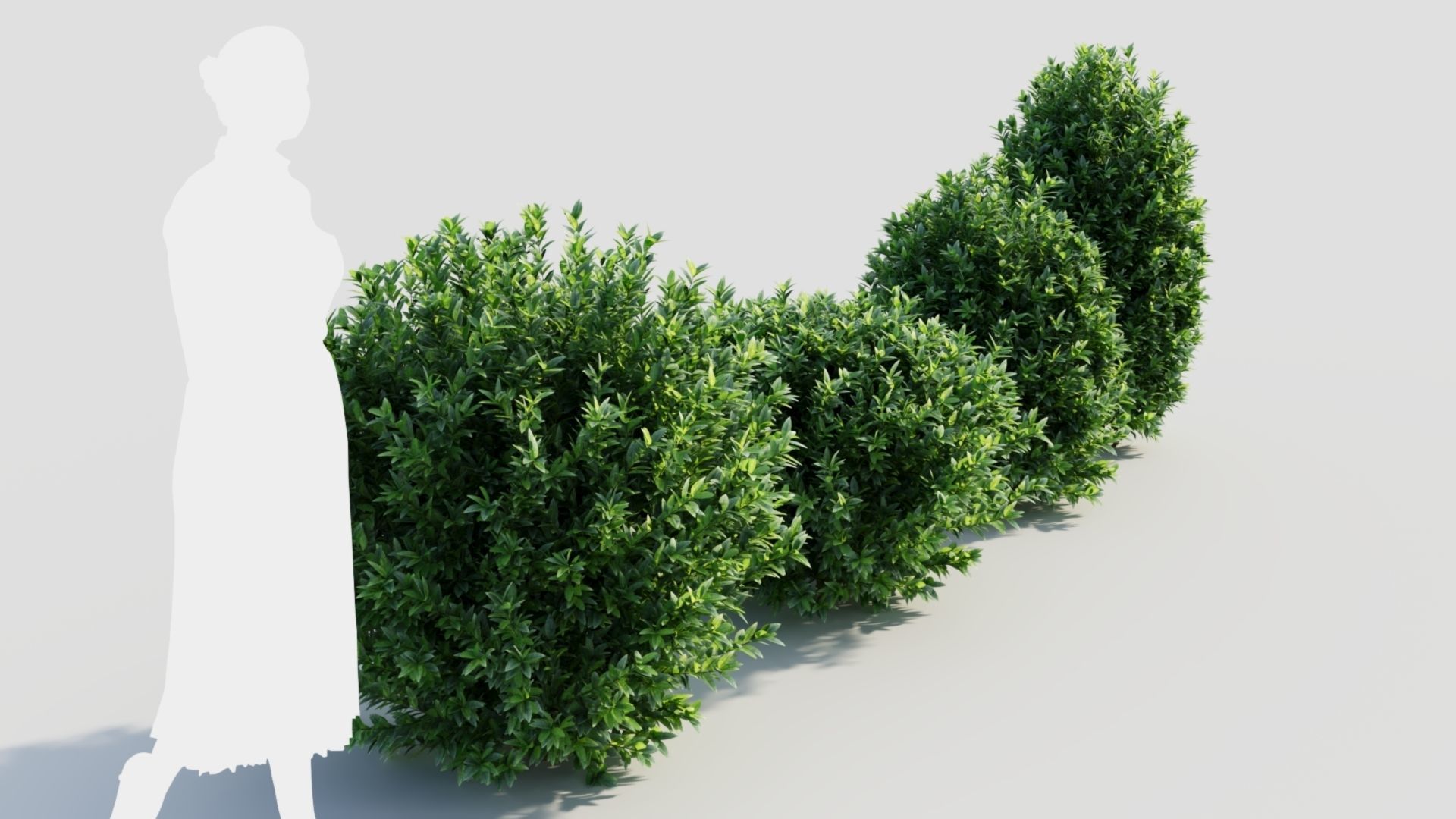Ligustrum vulgare c 3D model_6