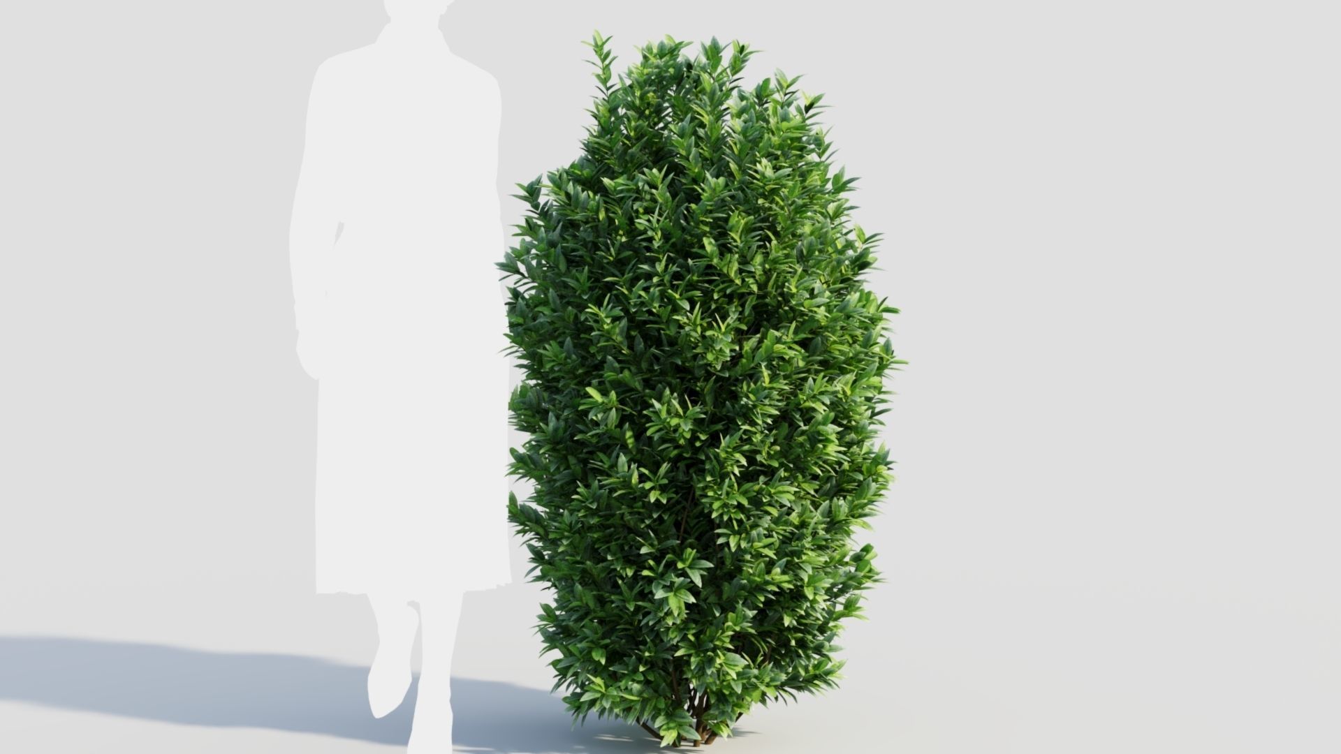 Ligustrum vulgare c 3D model_11
