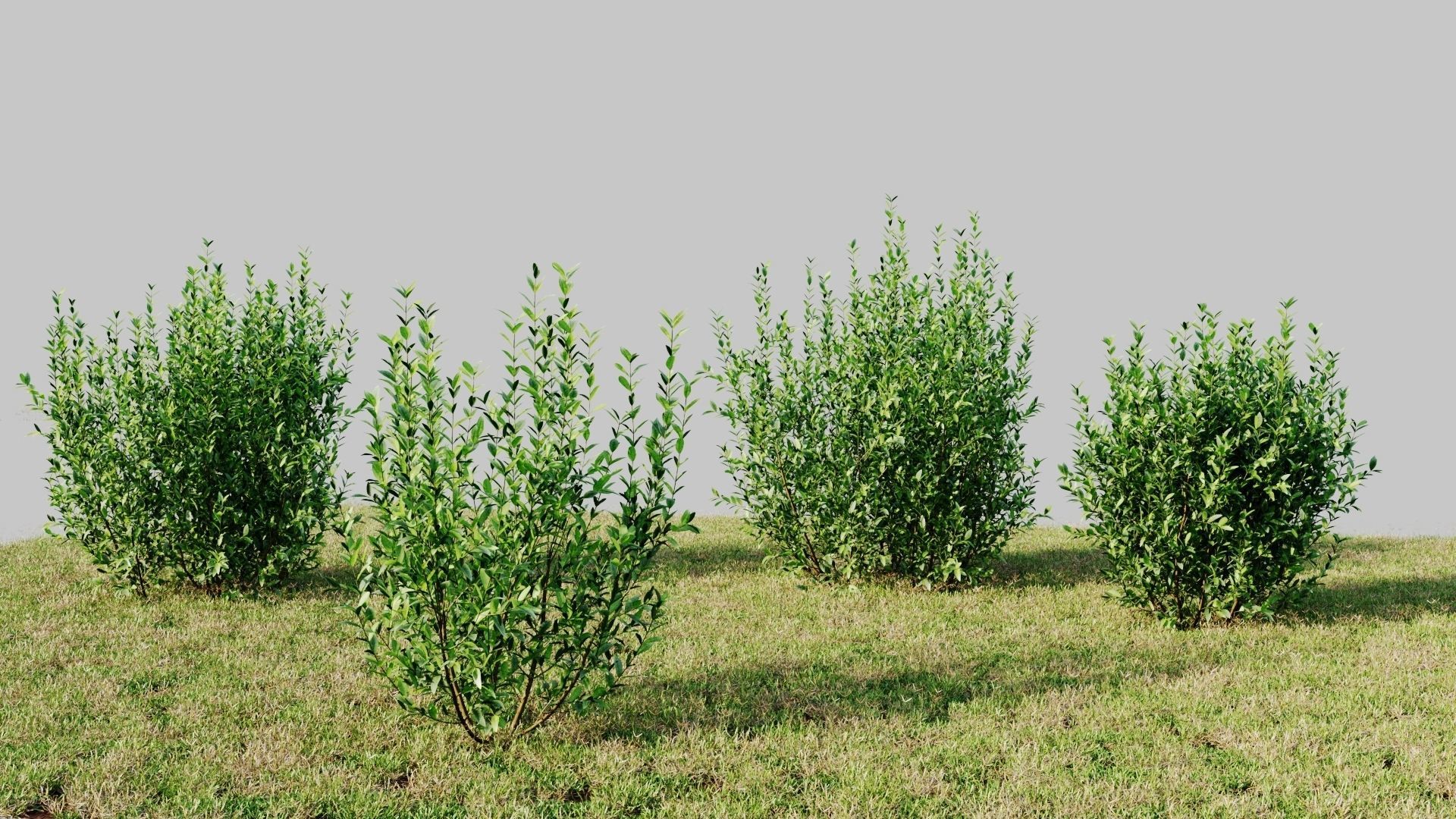 Ligustrum vulgare d 3D model_1