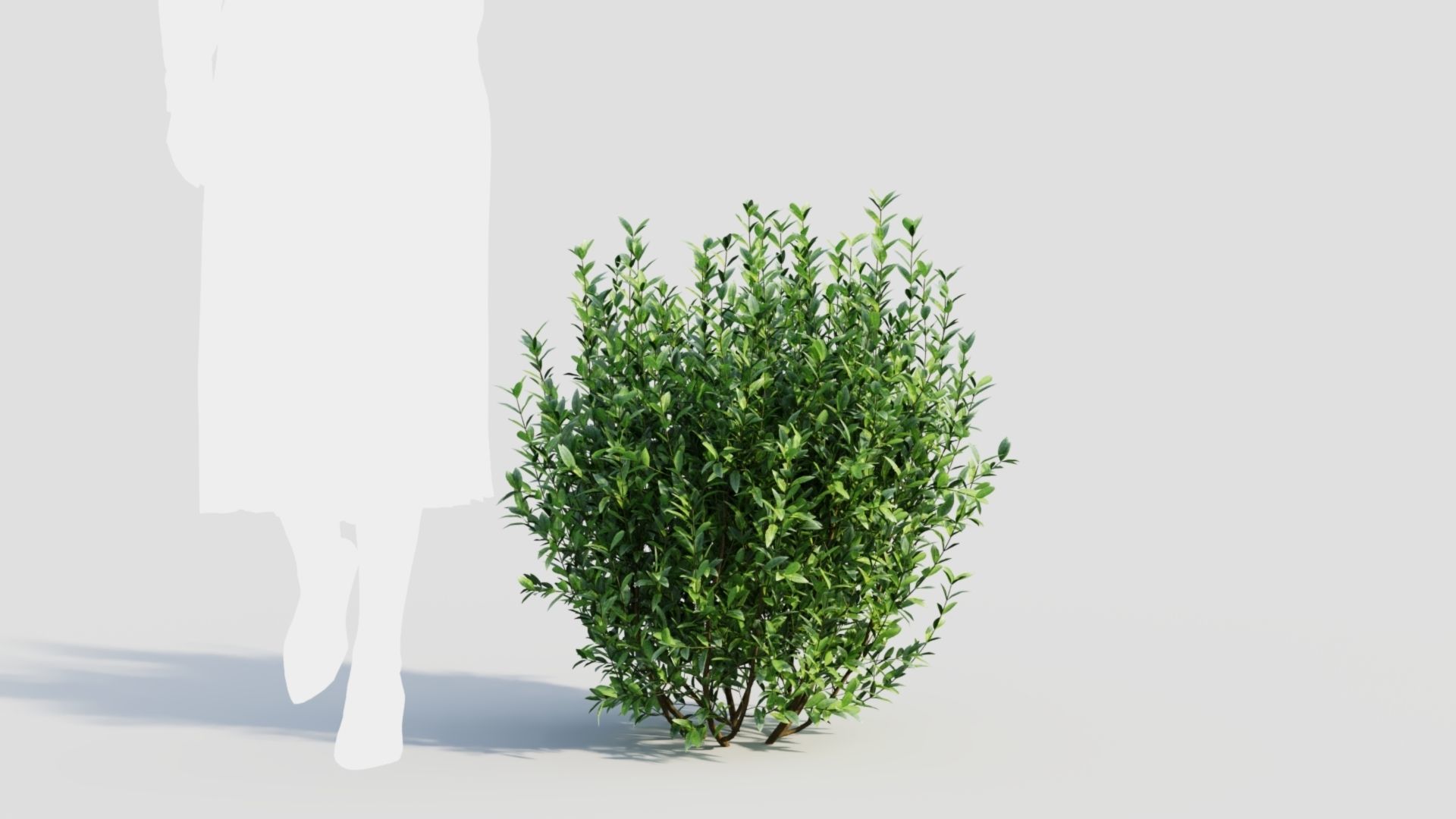 Ligustrum vulgare d 3D model_9