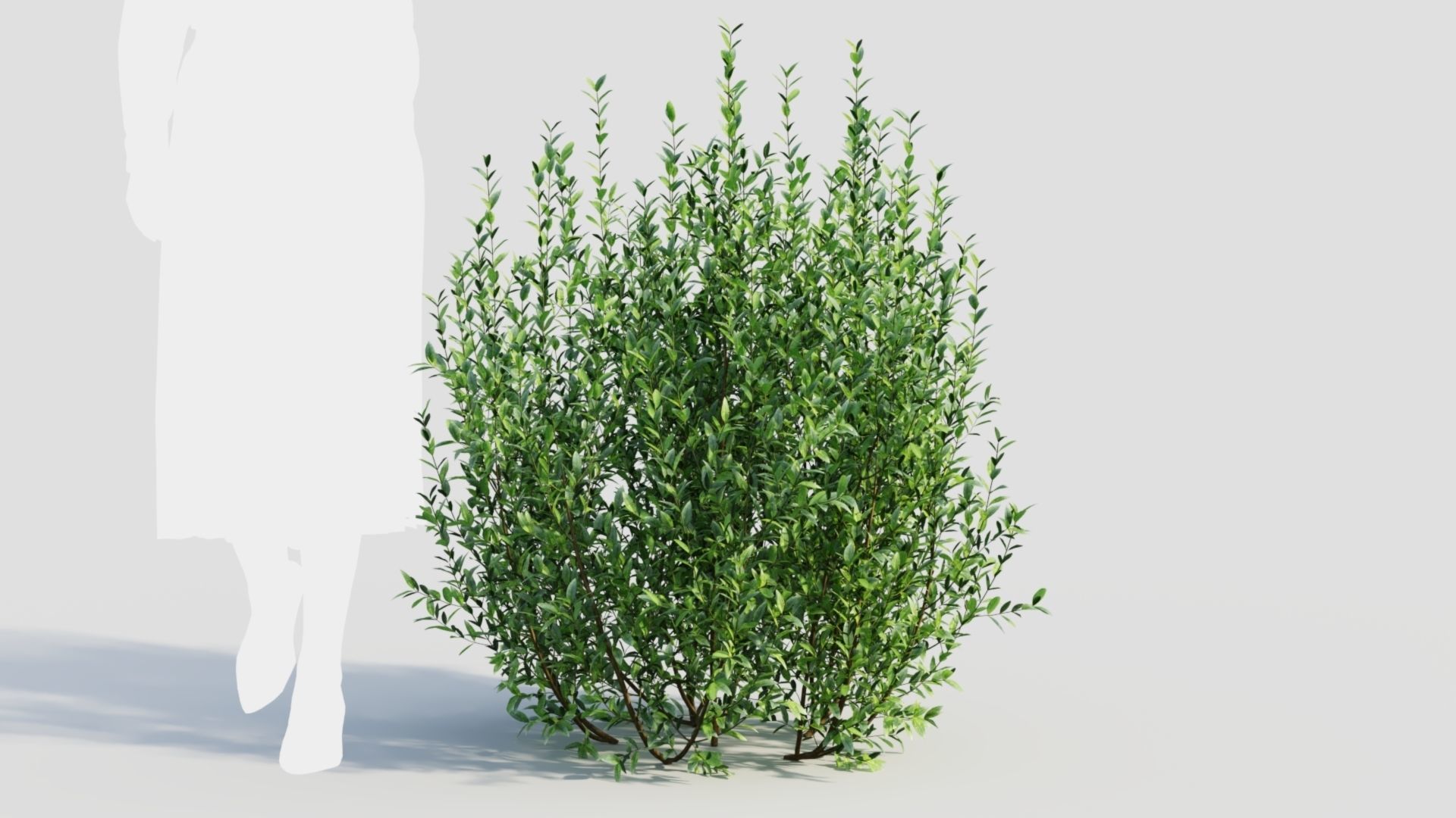Ligustrum vulgare d 3D model_11