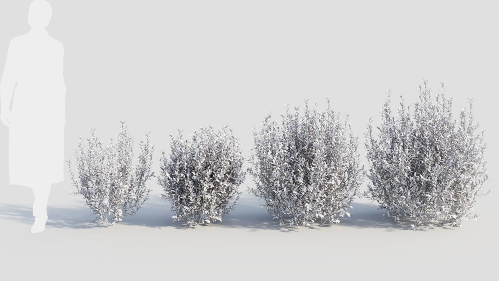 Ligustrum vulgare d 3D model_12