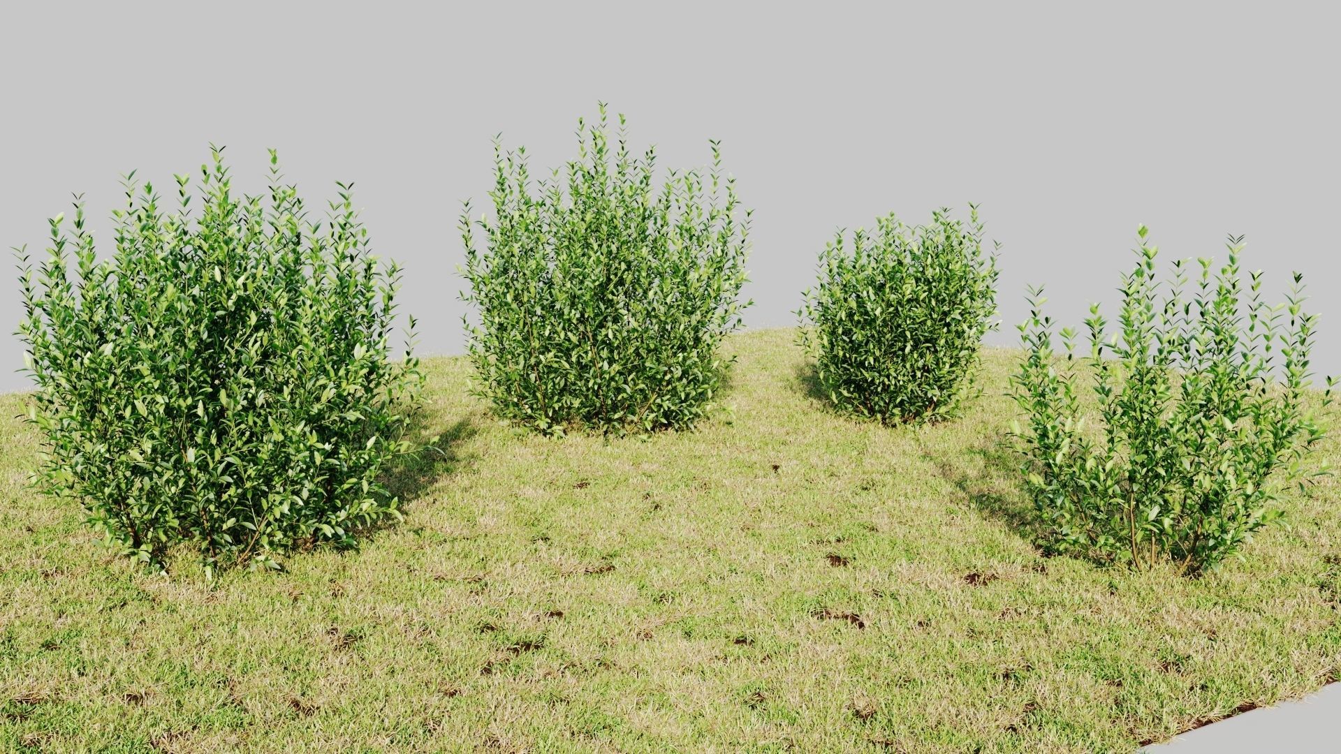 Ligustrum vulgare d 3D model_3
