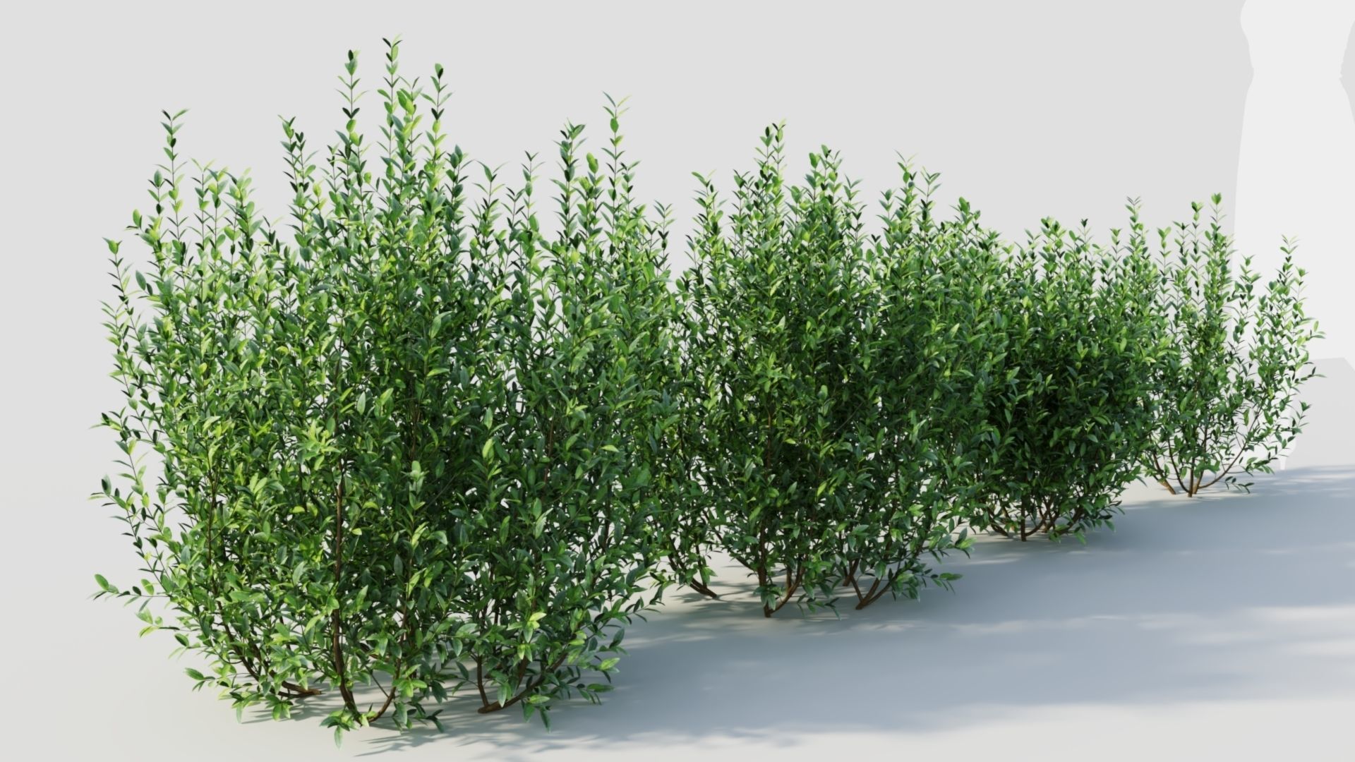 Ligustrum vulgare d 3D model_7