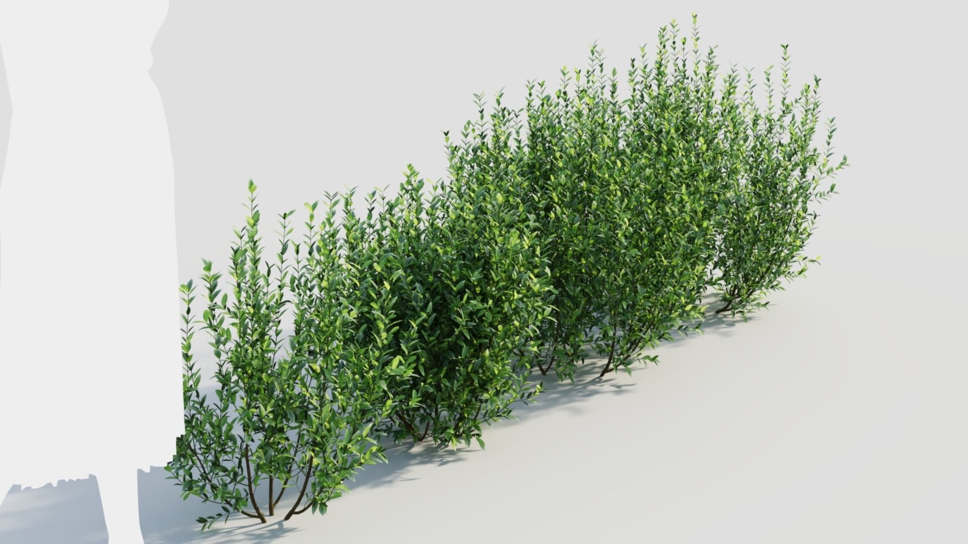 Ligustrum vulgare d 3D model_6