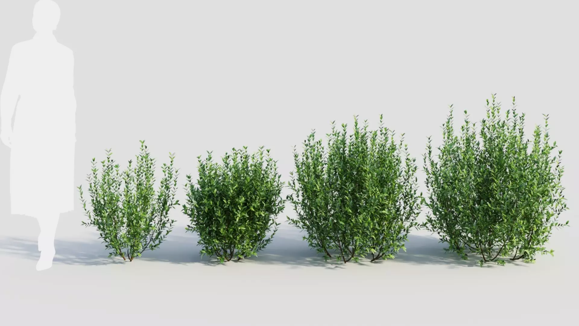 Ligustrum vulgare d 3D model_0