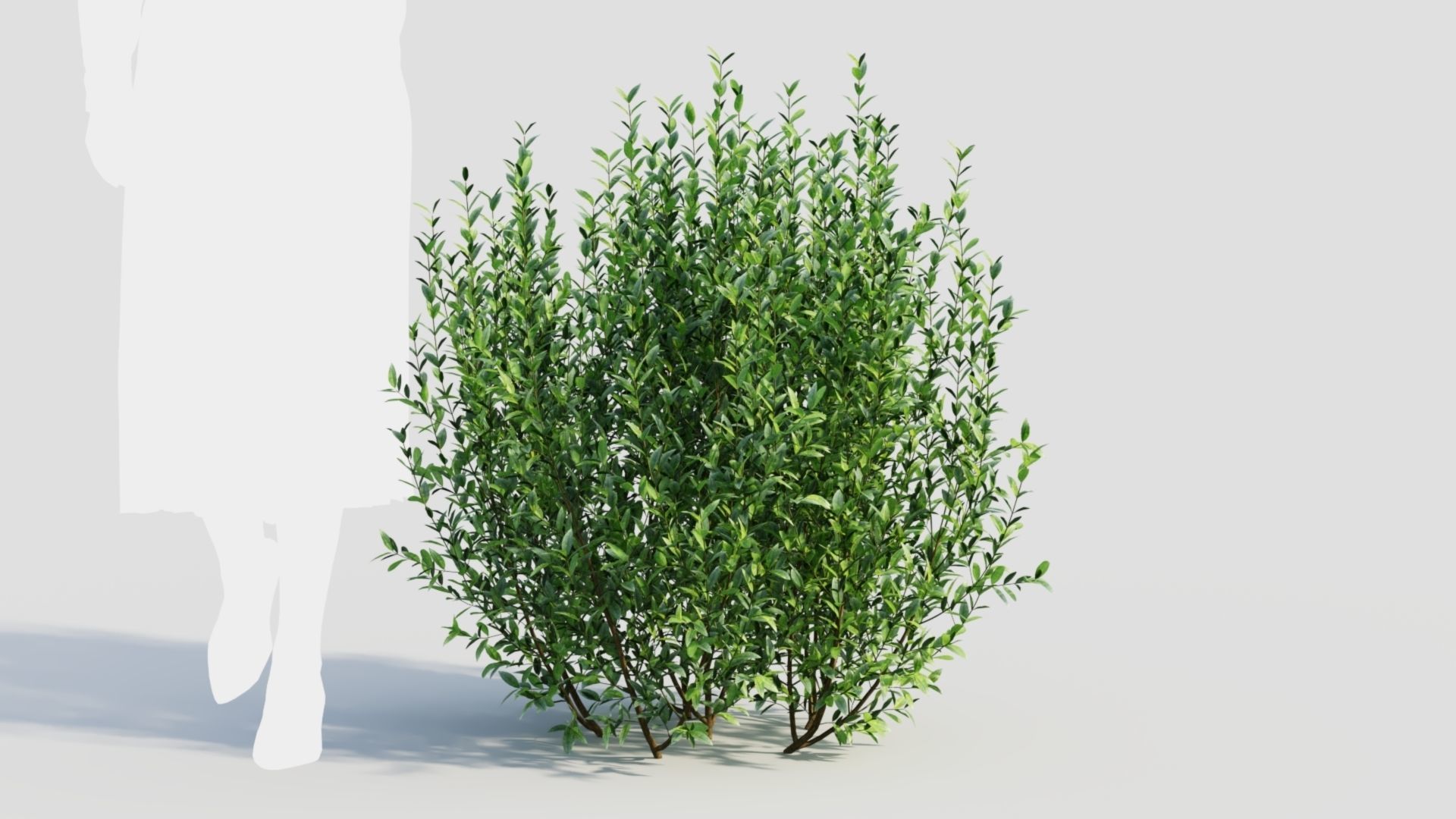 Ligustrum vulgare d 3D model_10