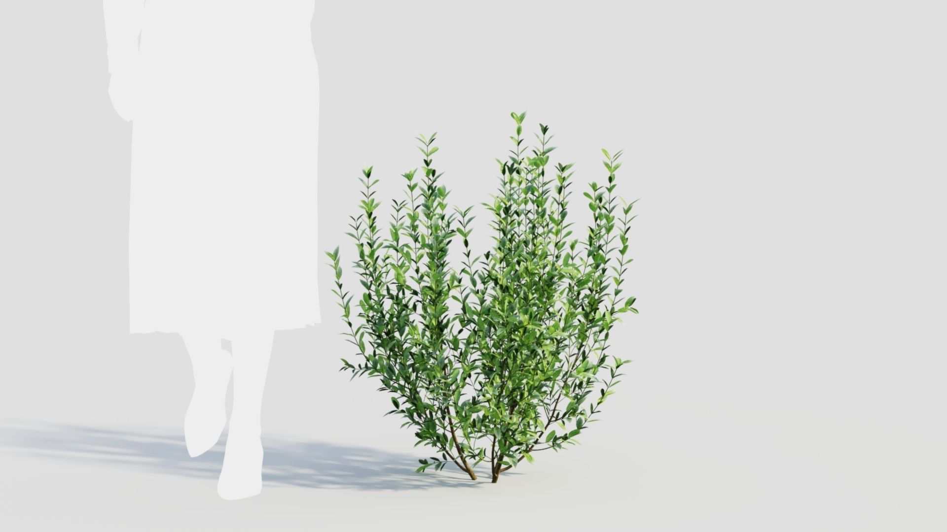 Ligustrum vulgare d 3D model_8