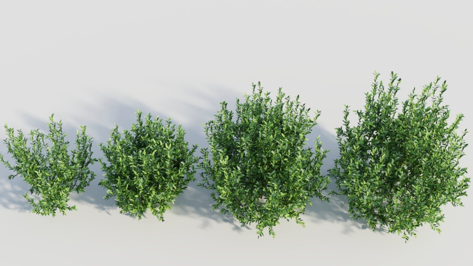Ligustrum vulgare d 3D model_5